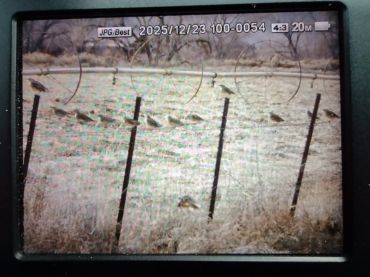 Western Meadowlark - ML647432537