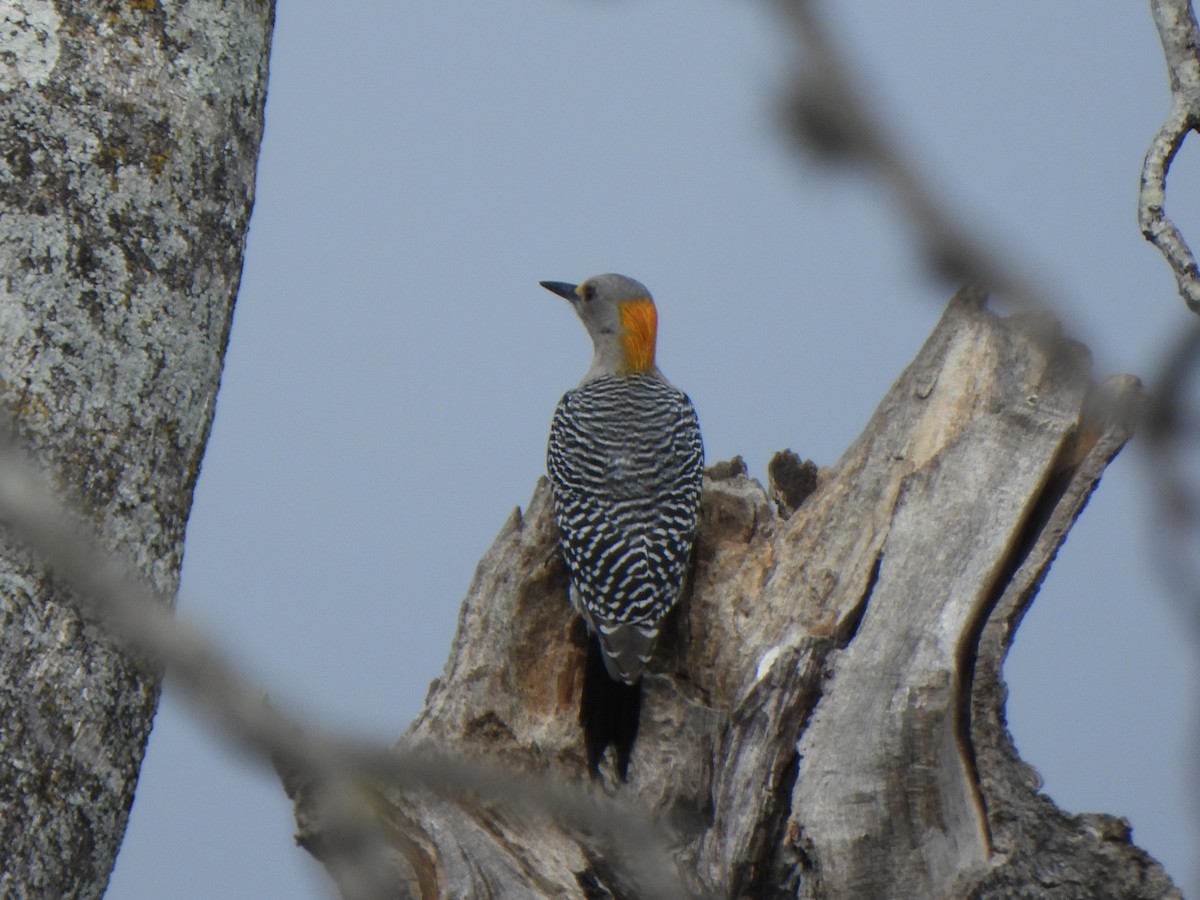Golden-fronted Woodpecker (Northern) - ML647432538