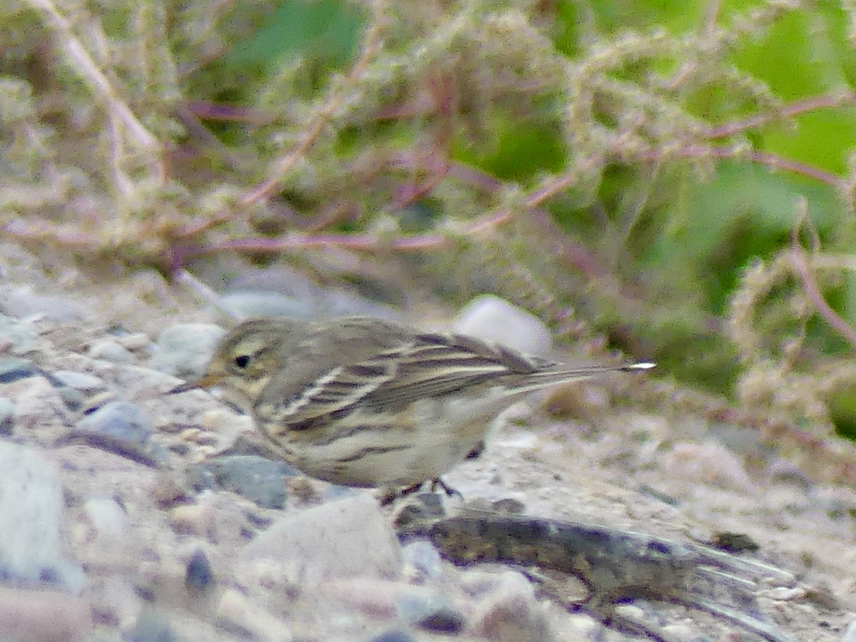 American Pipit - ML647432540