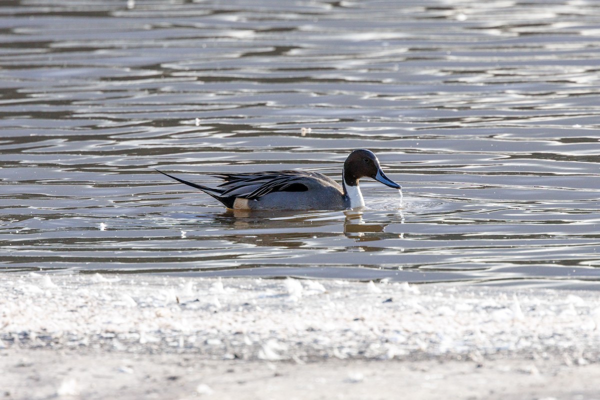 Northern Pintail - ML647432541