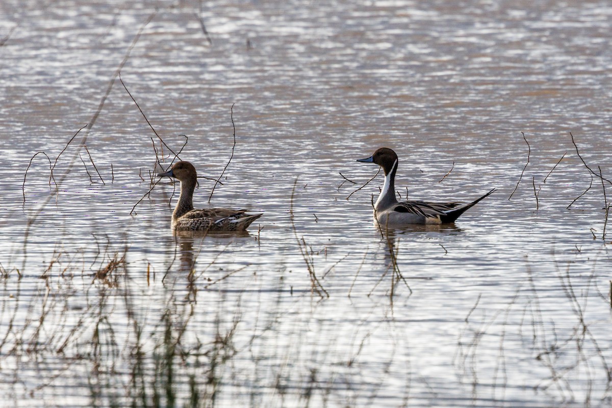 Northern Pintail - ML647432542