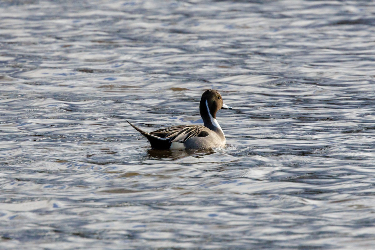 Northern Pintail - ML647432543