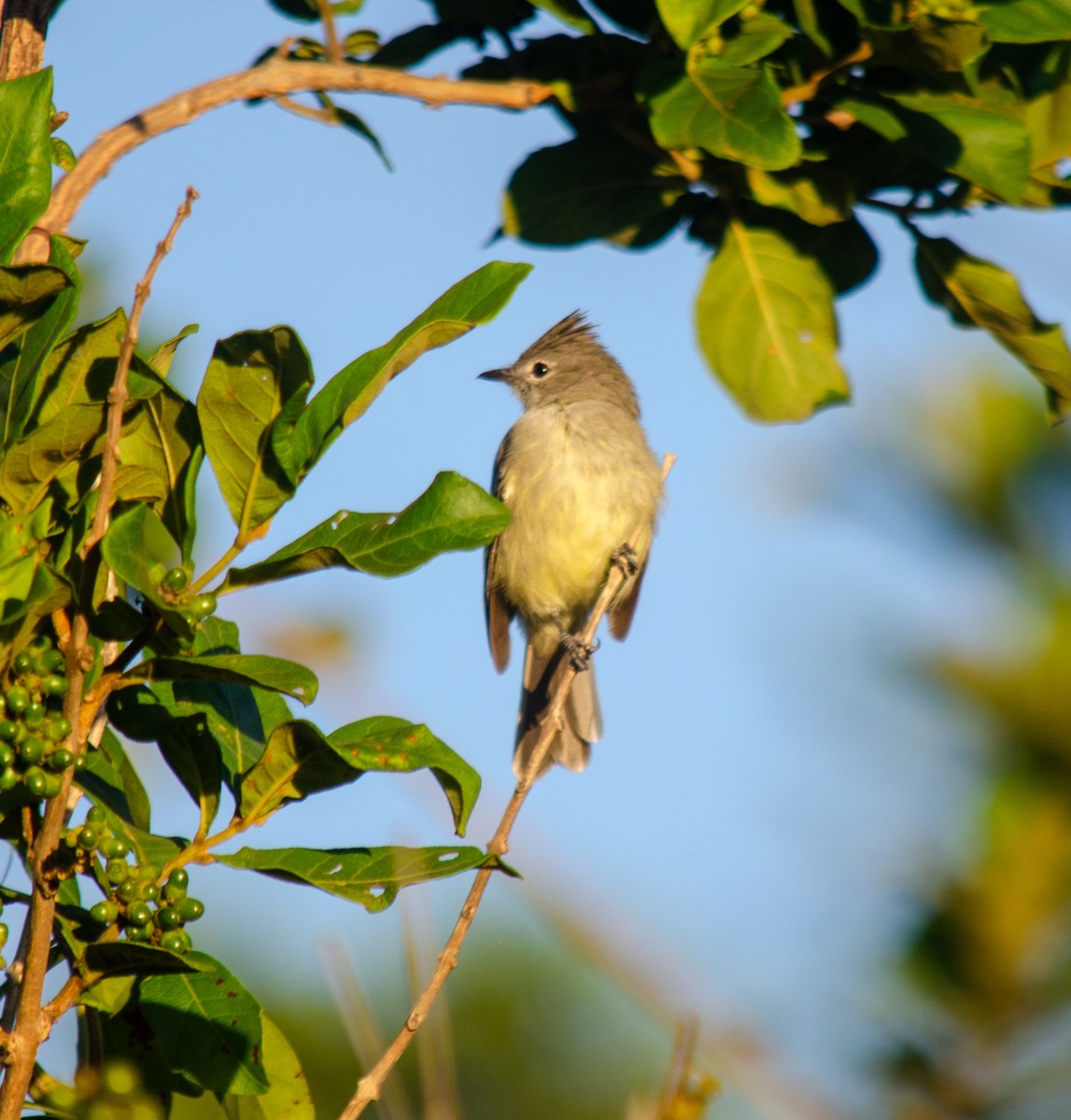 Plain-crested Elaenia - ML647432544