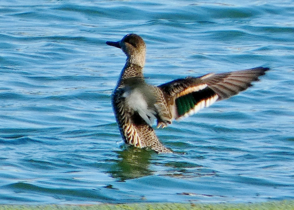 Green-winged Teal - ML647432545
