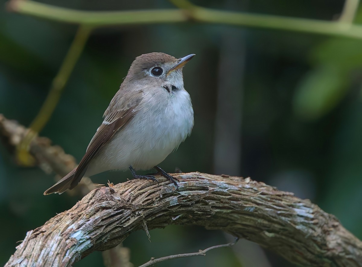 Asian Brown Flycatcher - ML647432547