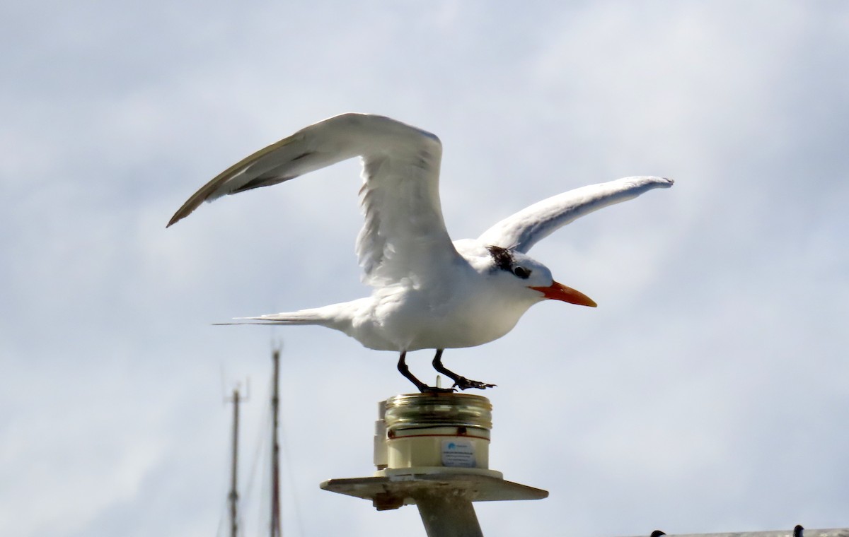 Royal Tern - ML647432548