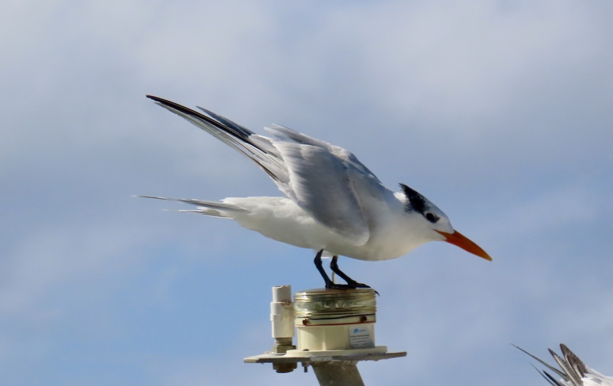 Royal Tern - ML647432549