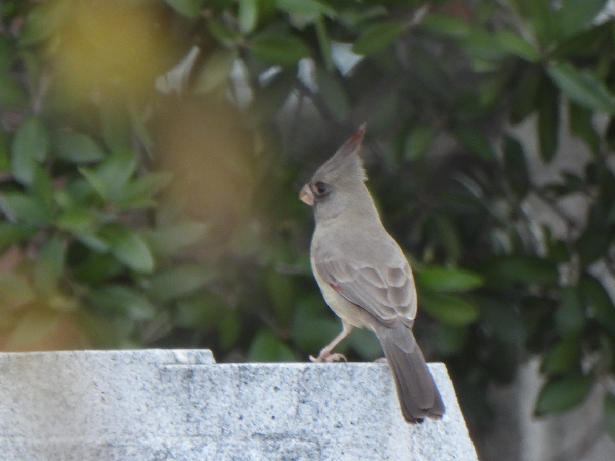 Pyrrhuloxia - ML647432550