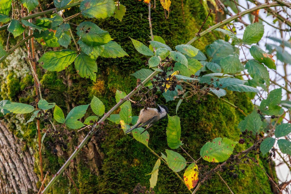 Black-capped Chickadee - ML647432551