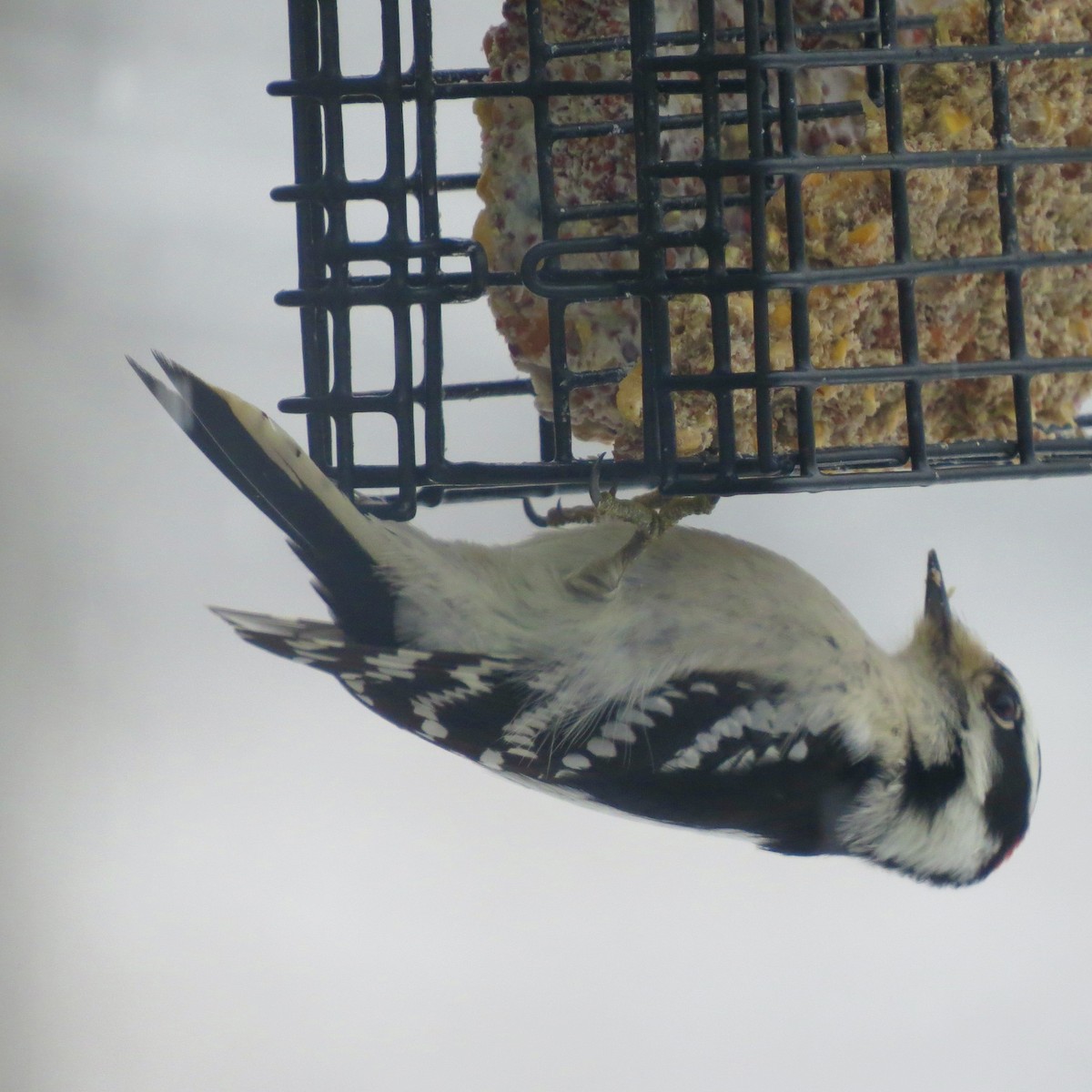 Downy Woodpecker - ML647432552