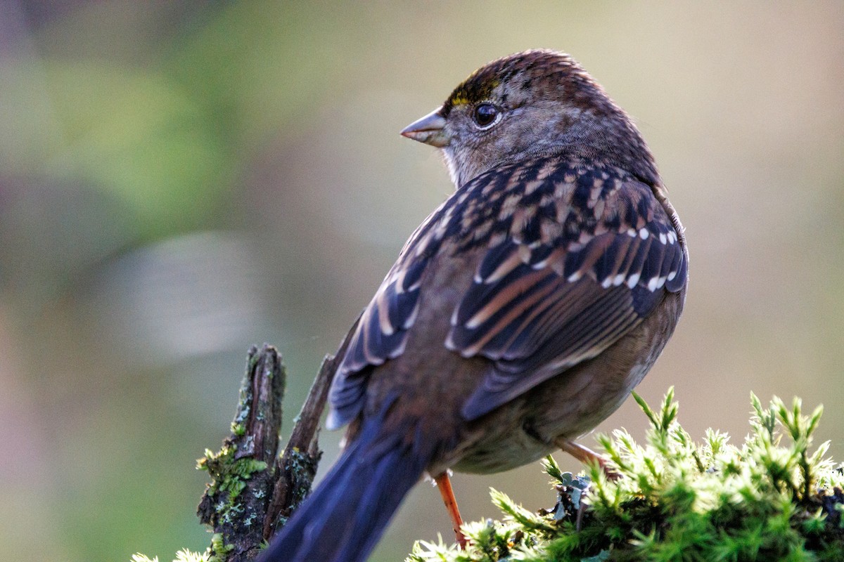 Golden-crowned Sparrow - ML647432554