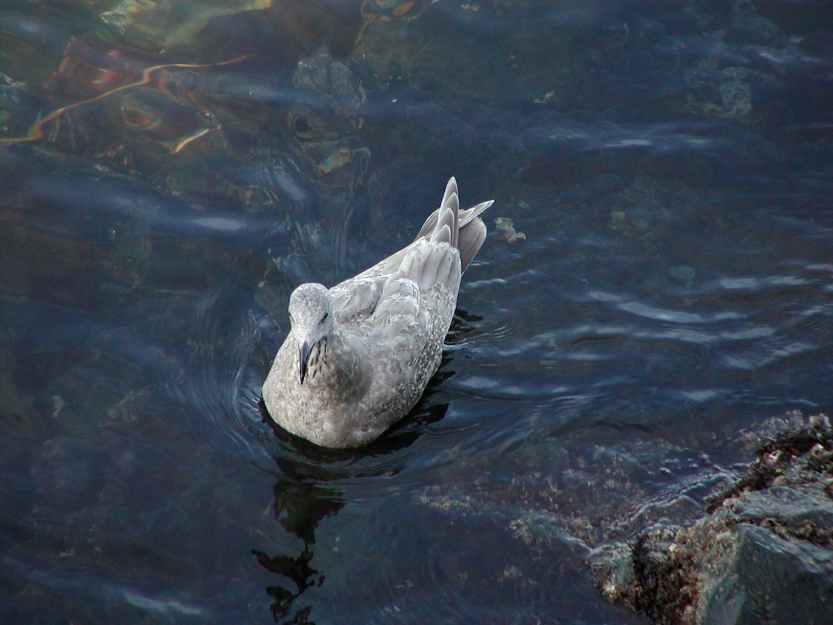 Western x Glaucous-winged Gull (hybrid) - ML647432561