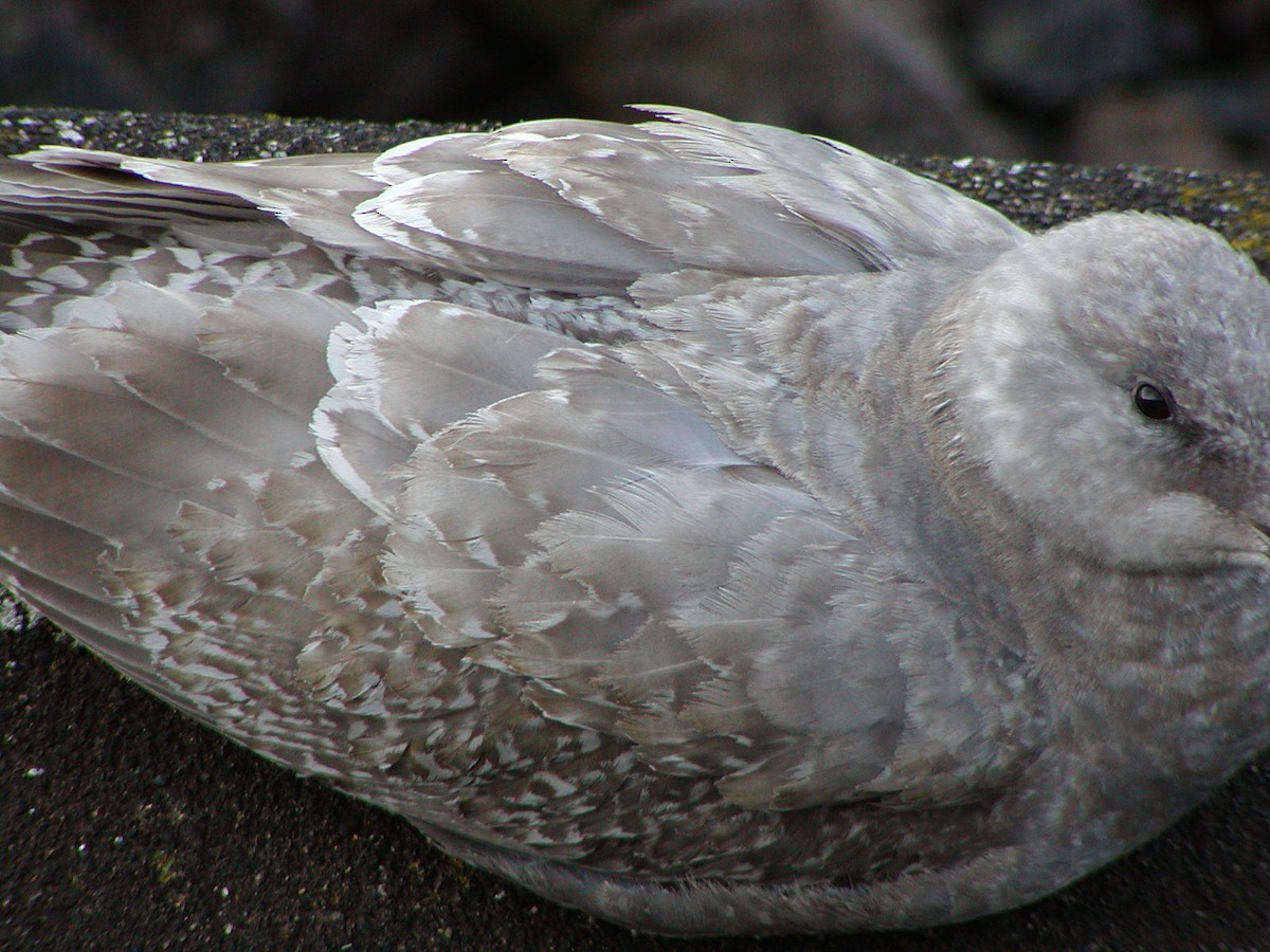 Western x Glaucous-winged Gull (hybrid) - ML647432562