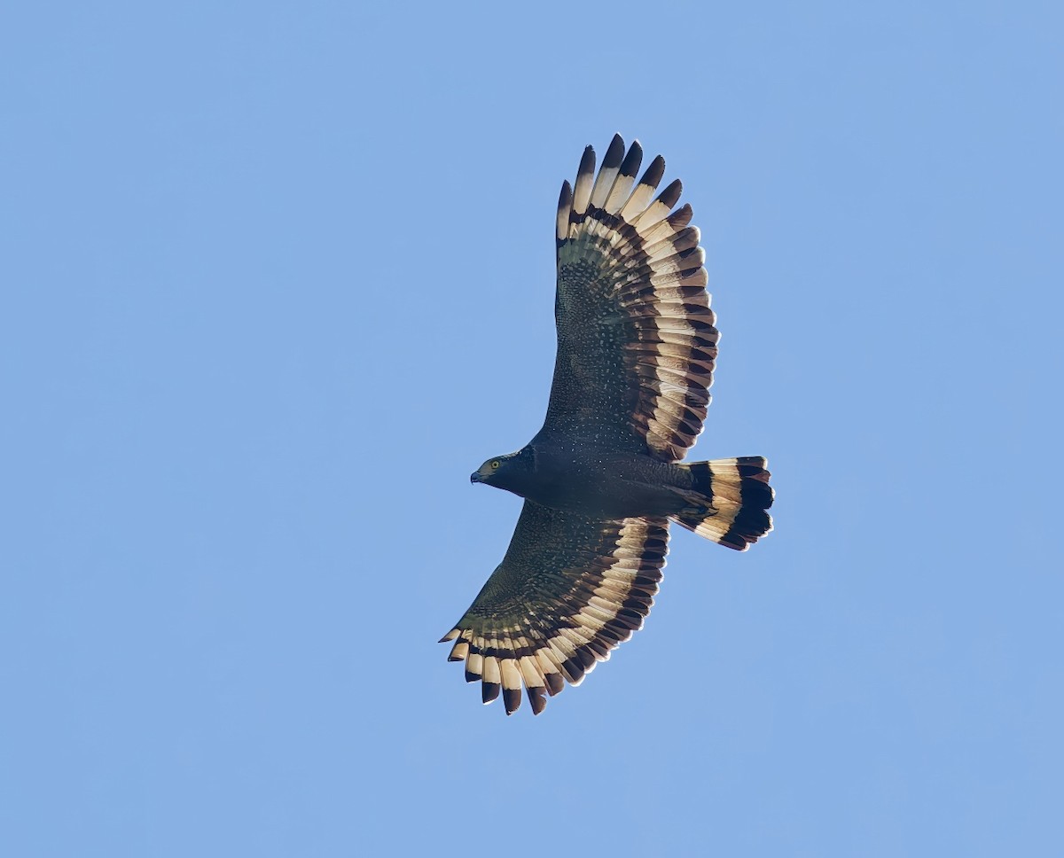 Culebrera Chiíla - ML647432563