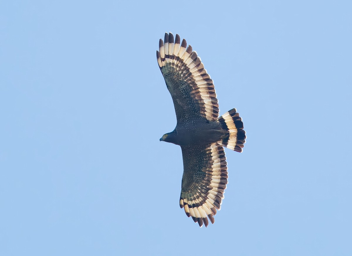 Culebrera Chiíla - ML647432564