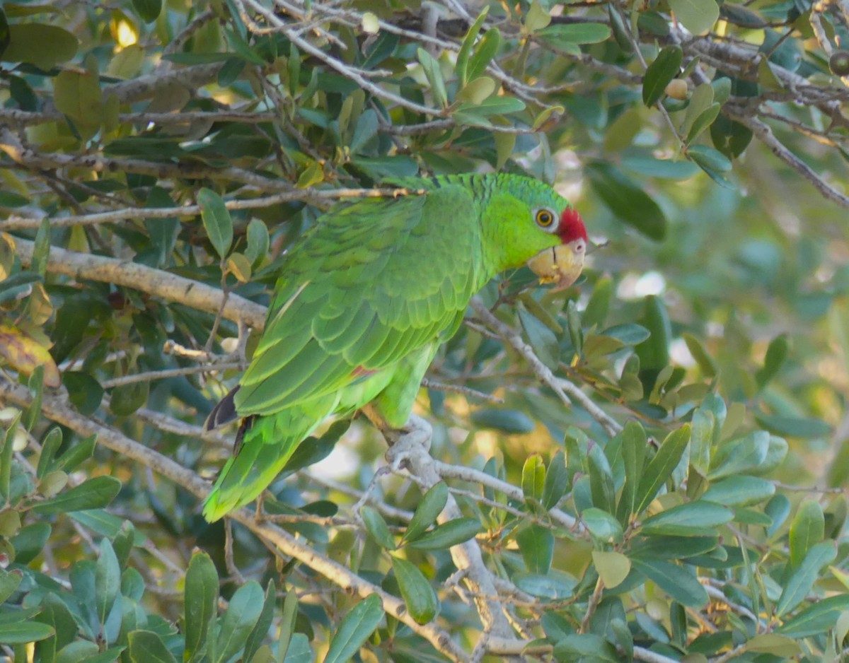 Red-crowned Amazon - ML647432569