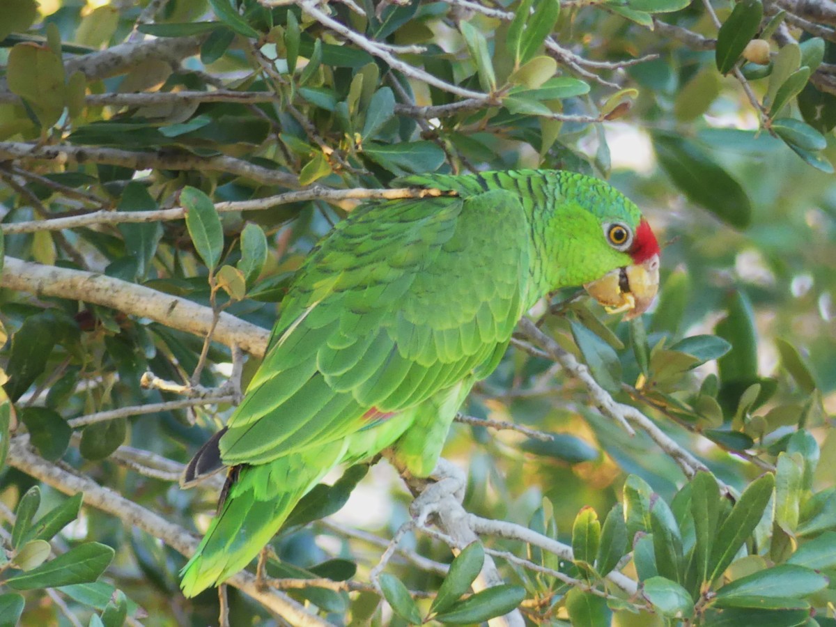 Red-crowned Amazon - ML647432570