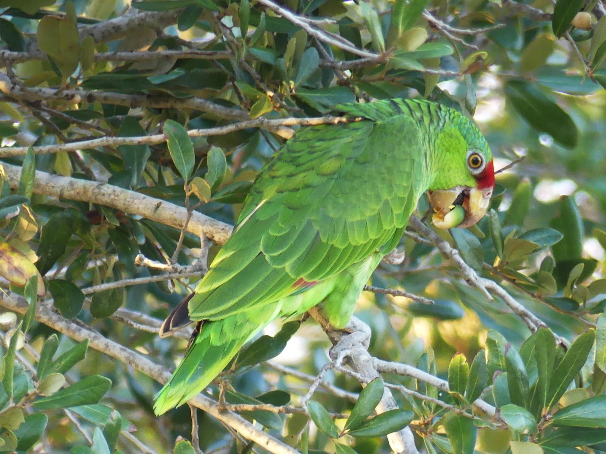 Red-crowned Amazon - ML647432571