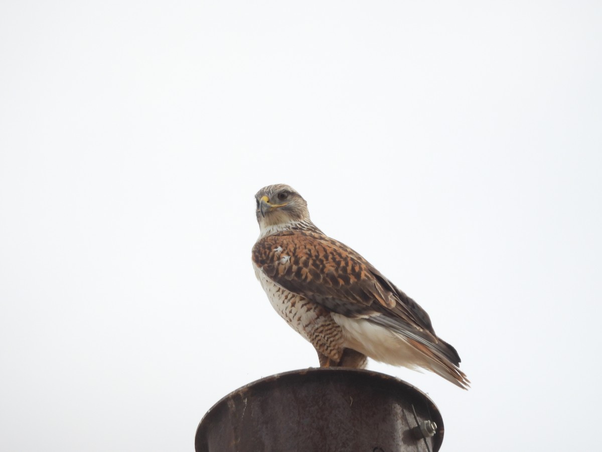 kongevåk - ML647432574