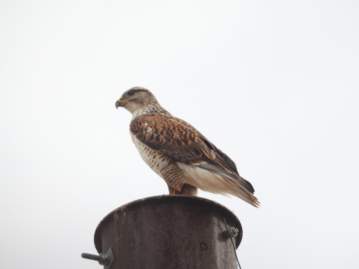 kongevåk - ML647432578