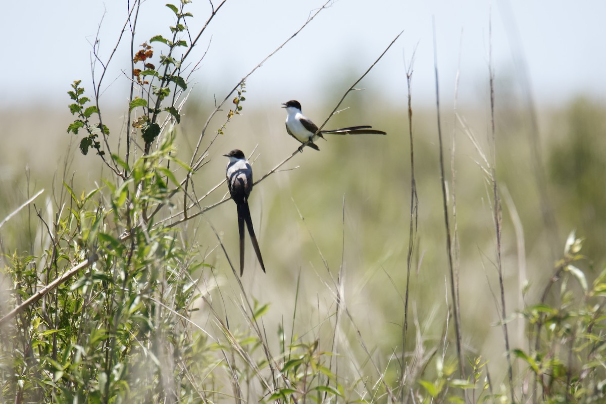 Fork-tailed Flycatcher - ML647432585