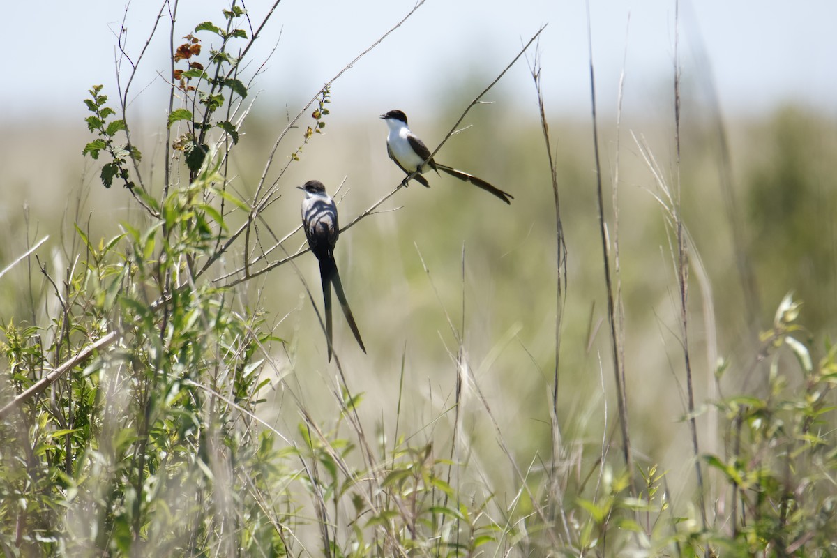 Fork-tailed Flycatcher - ML647432586
