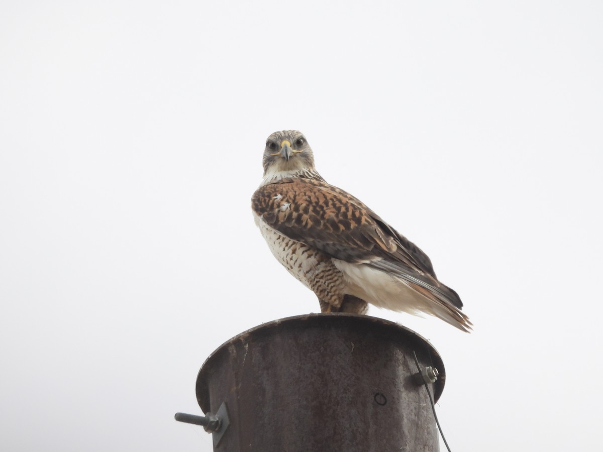 kongevåk - ML647432592