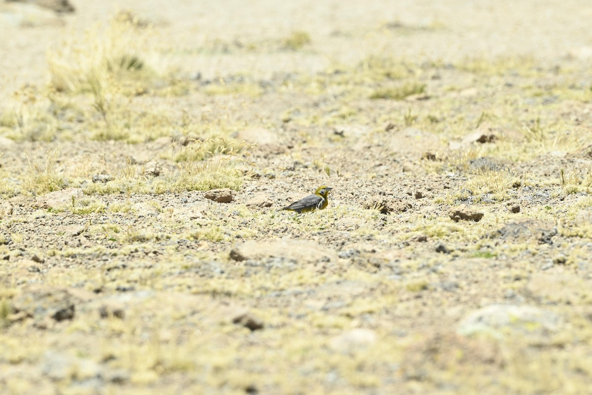 Bright-rumped Yellow-Finch - ML647432598