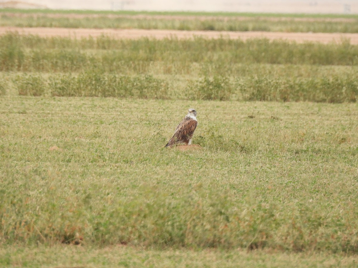 kongevåk - ML647432602