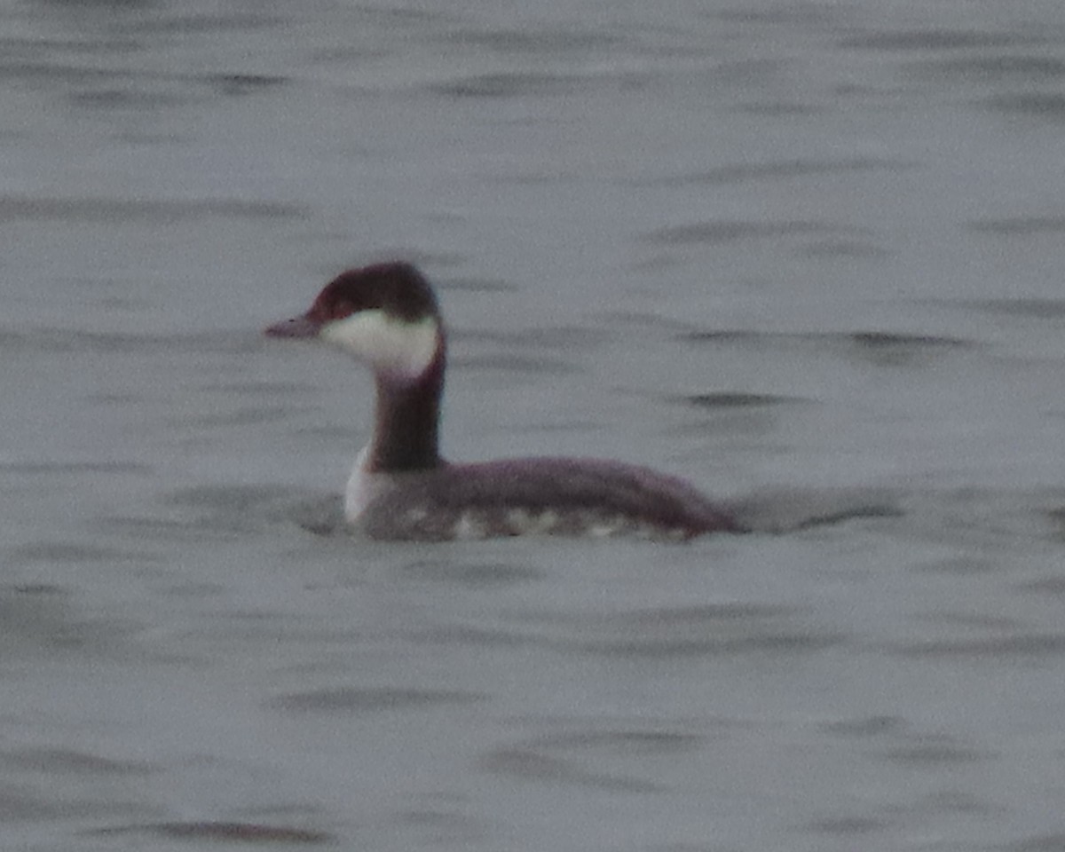 Horned Grebe - ML647432603
