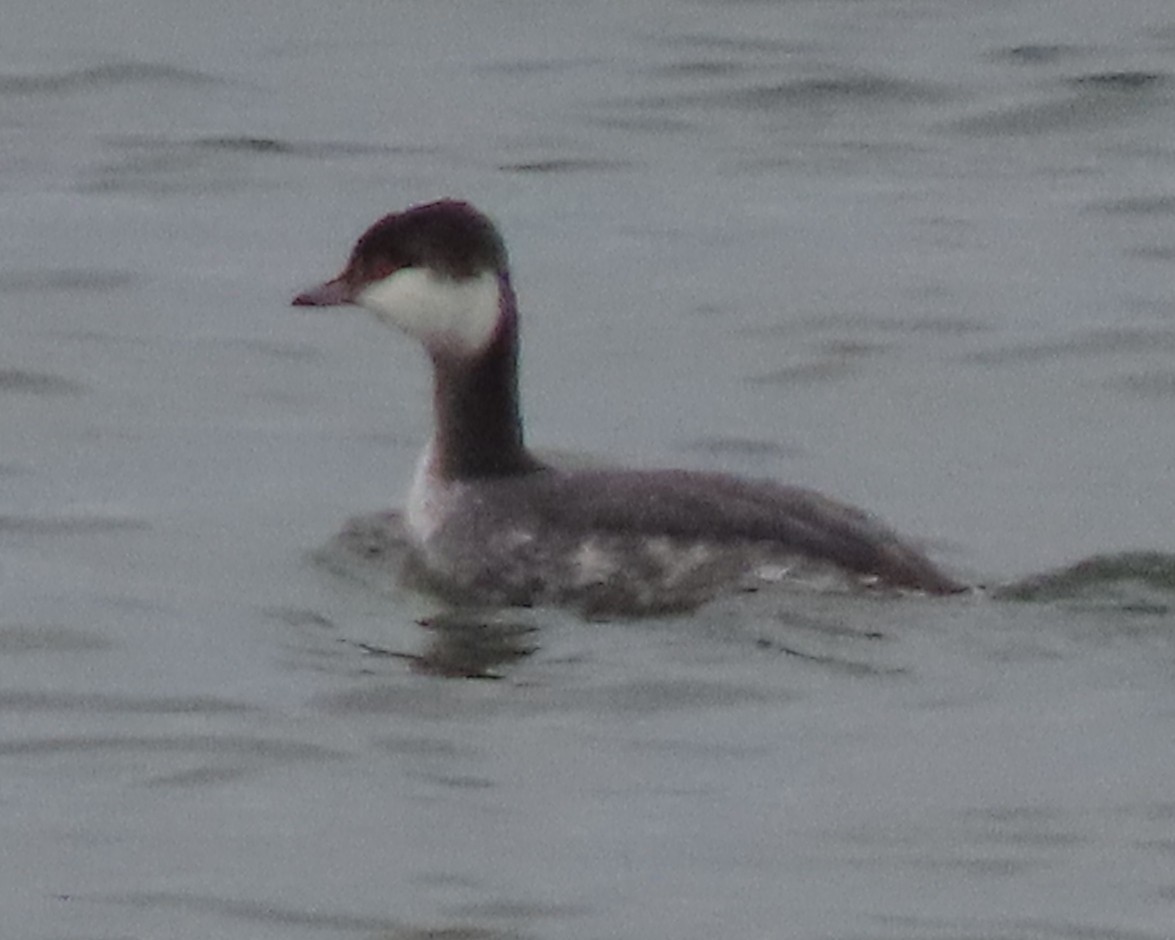 Horned Grebe - ML647432604