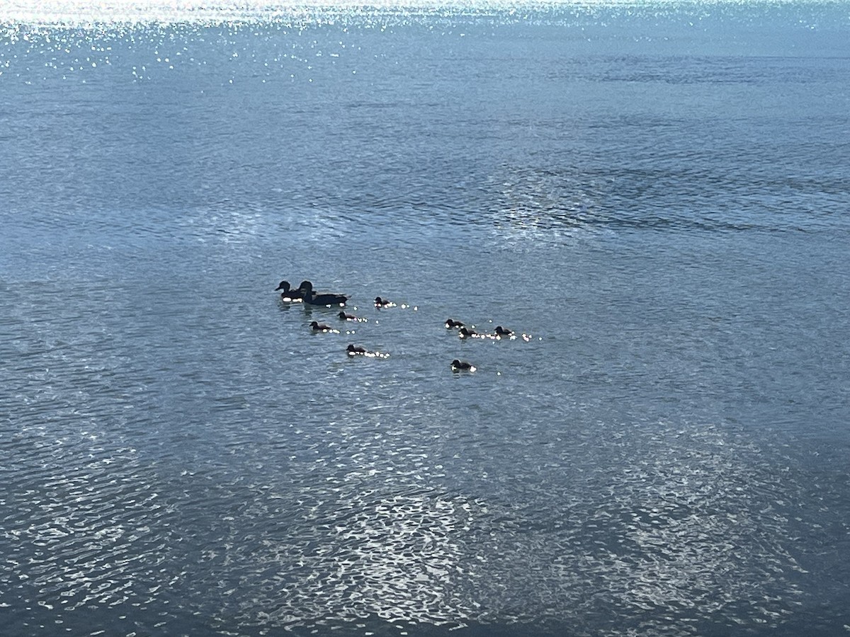 Gray Teal - ML647432618