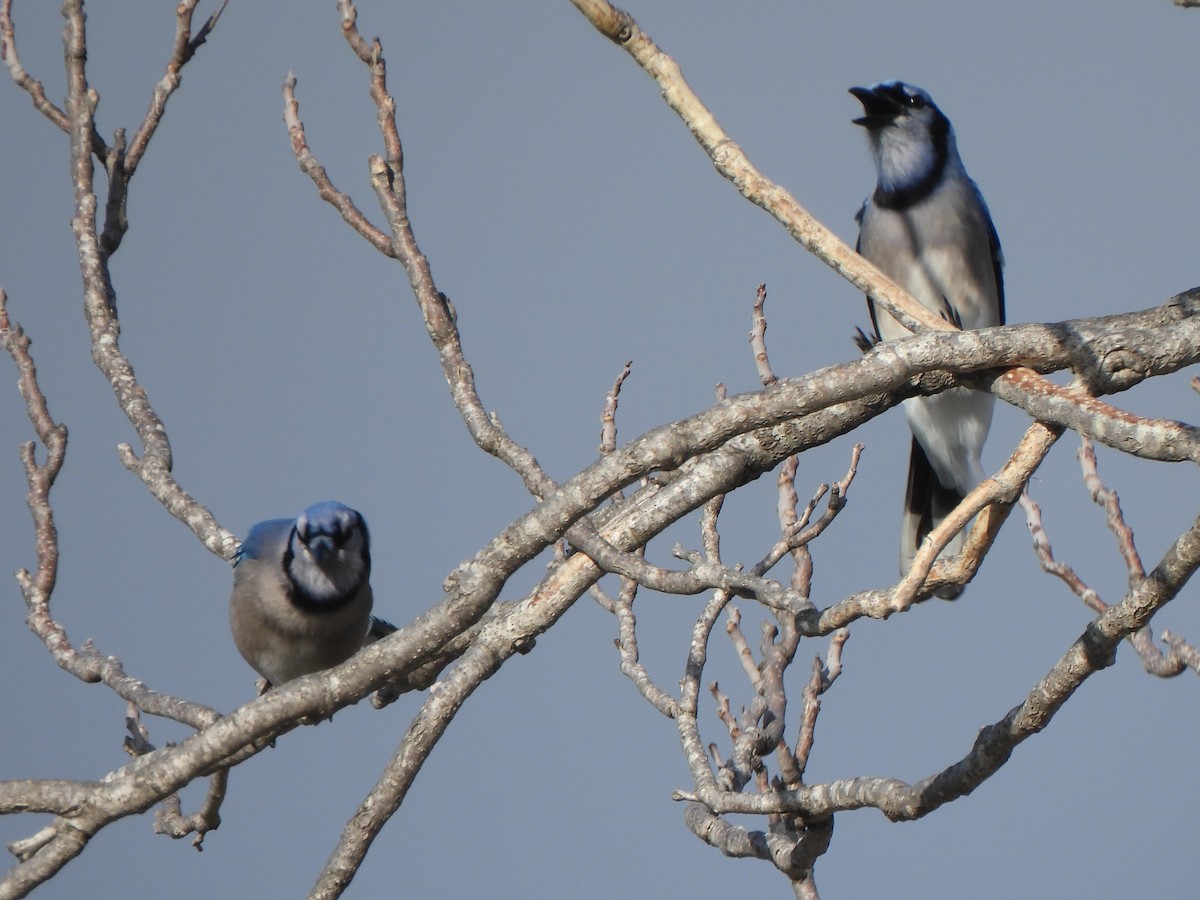 Blue Jay - ML647432627