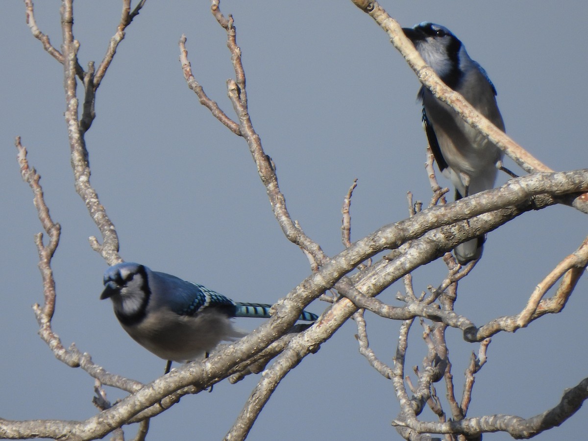 Blue Jay - ML647432628