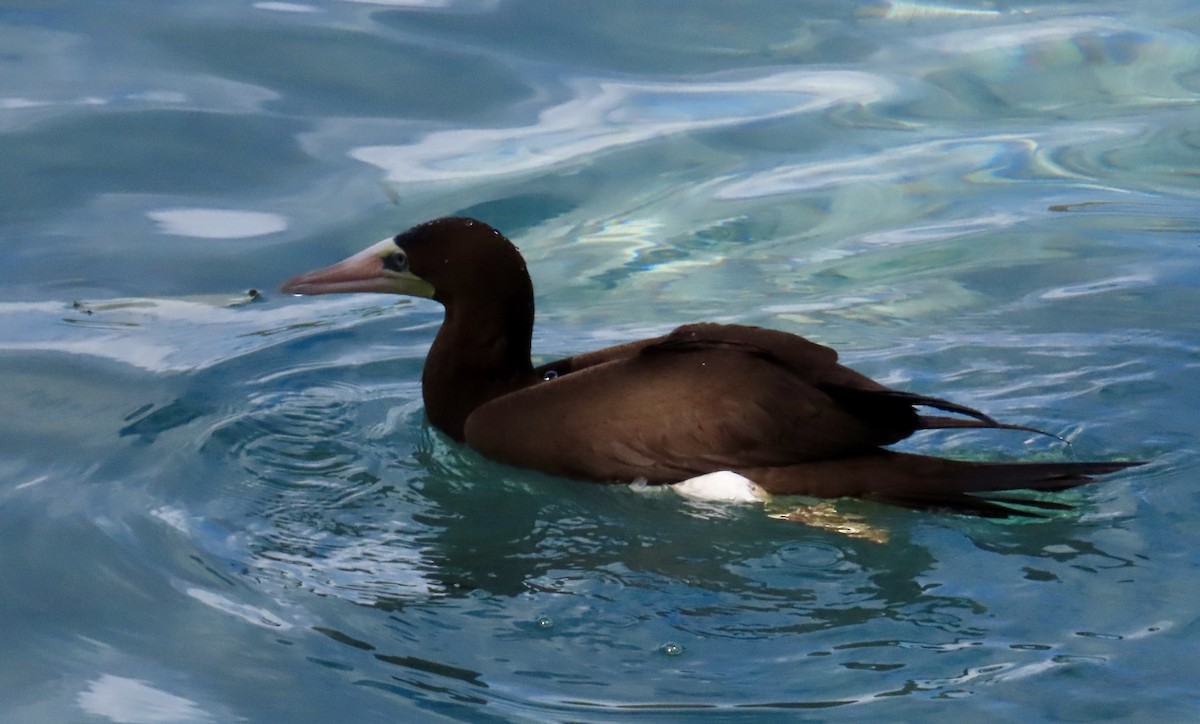 Brown Booby - ML647432629