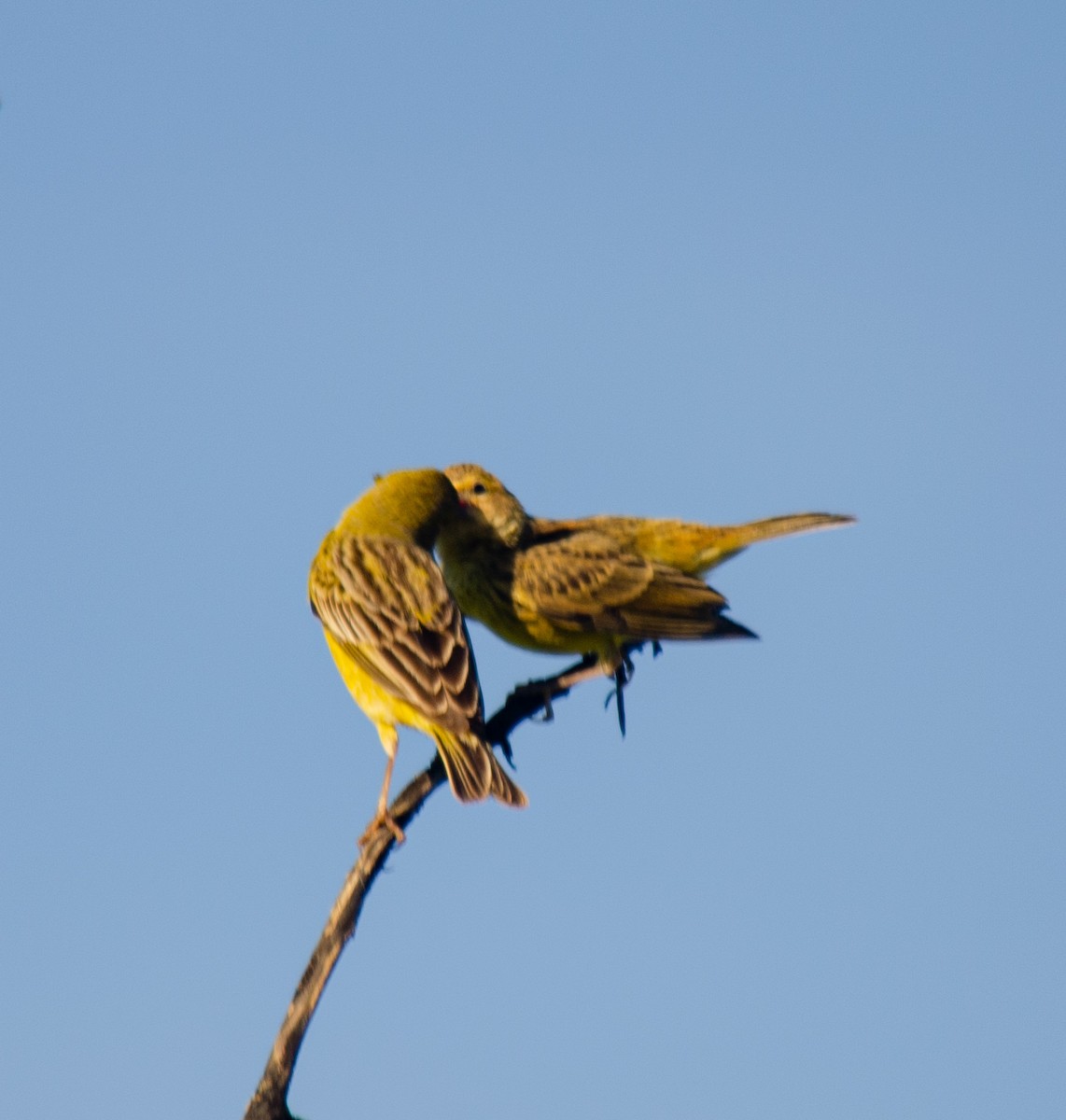 Grassland Yellow-Finch - ML647432631