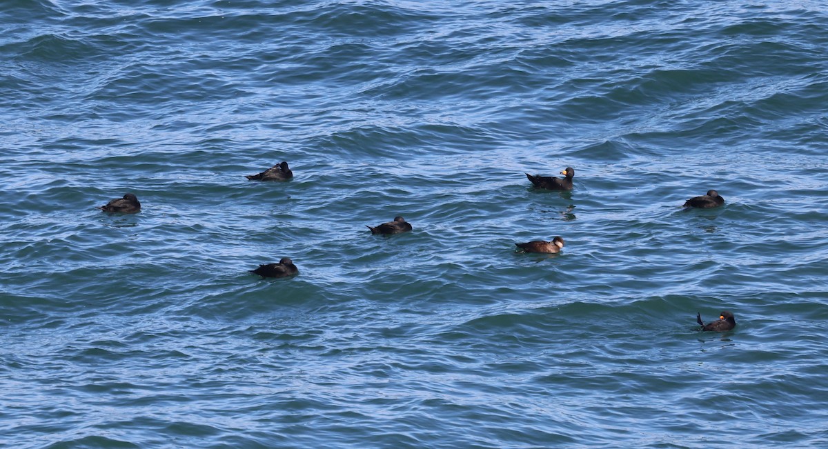 amerikasvartand - ML647432634