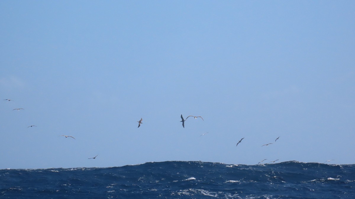 סולה אדומת-רגל - ML647432637