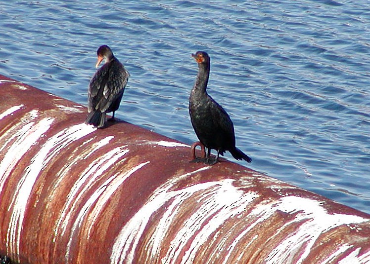 Double-crested Cormorant - ML647432638