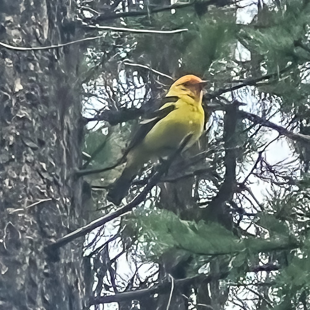 Western Tanager - ML647432649