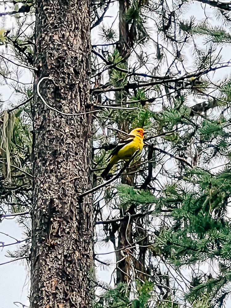 Western Tanager - ML647432650
