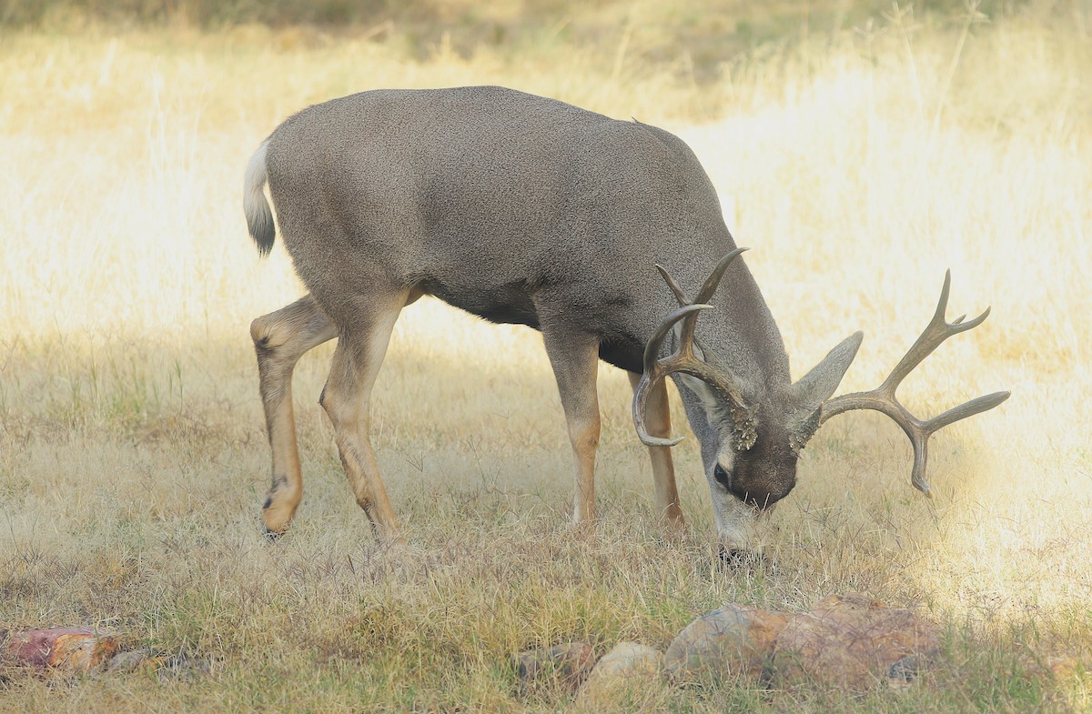 Mule Deer - ML647432651