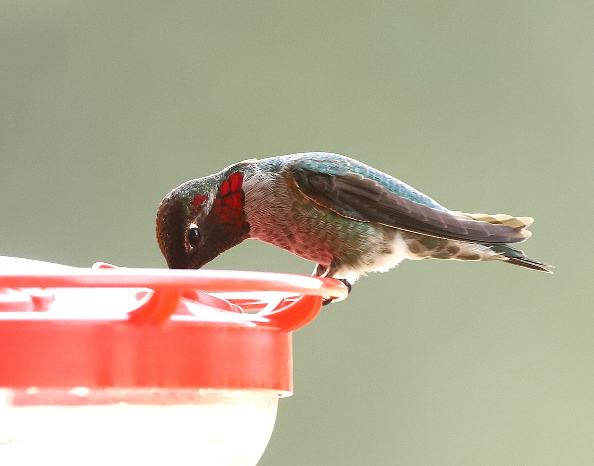Anna's Hummingbird - ML647432664