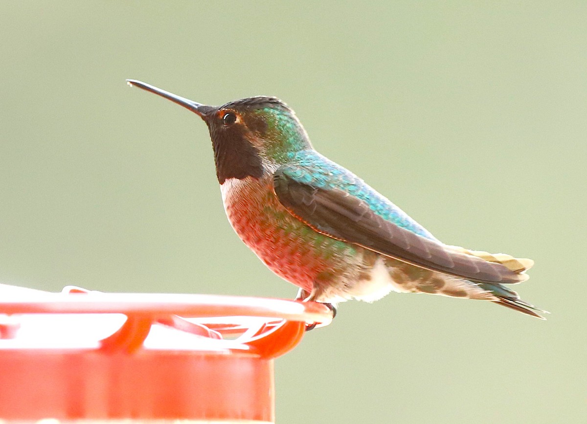 Anna's Hummingbird - ML647432670
