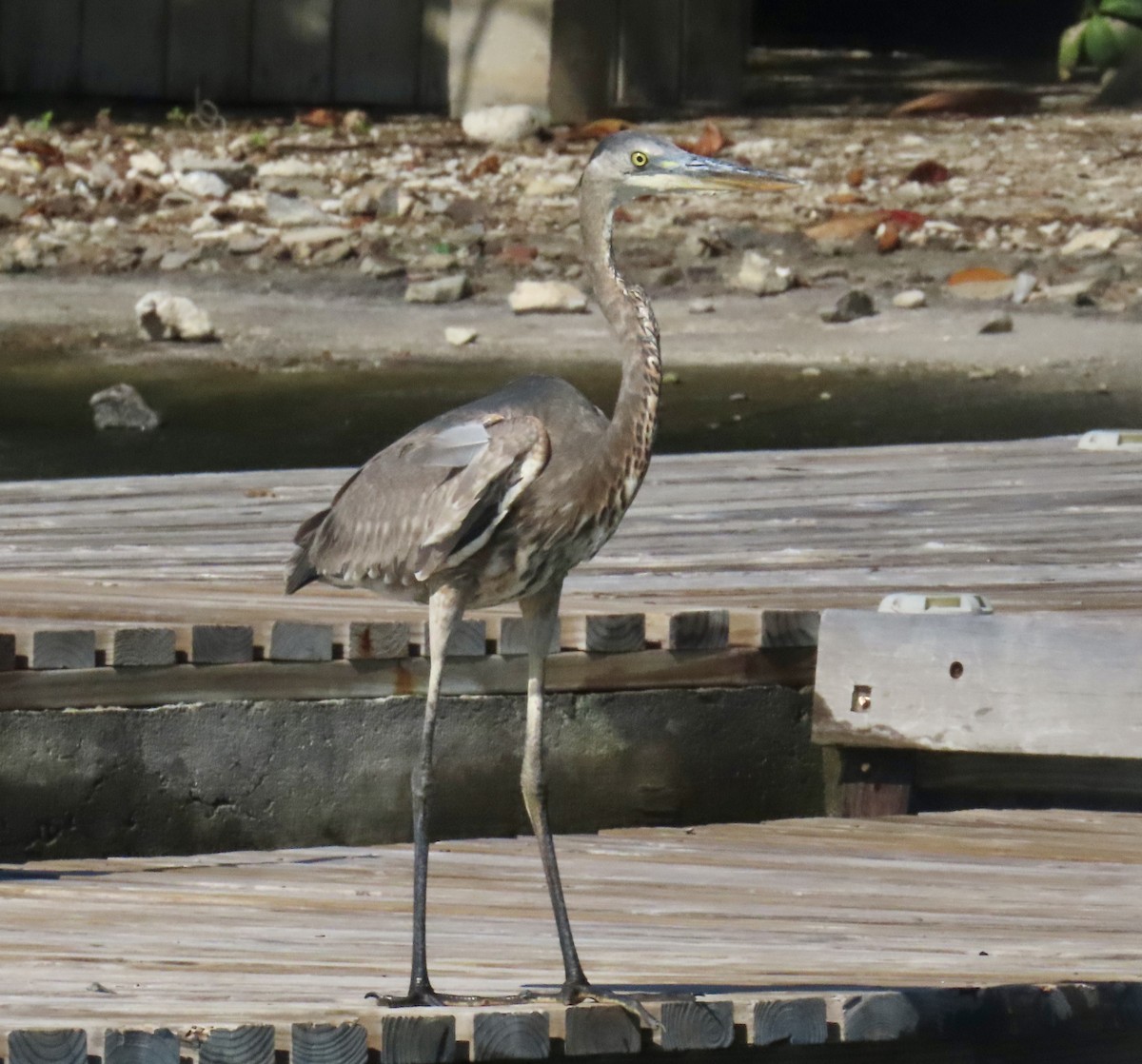 Great Blue Heron - ML647432681