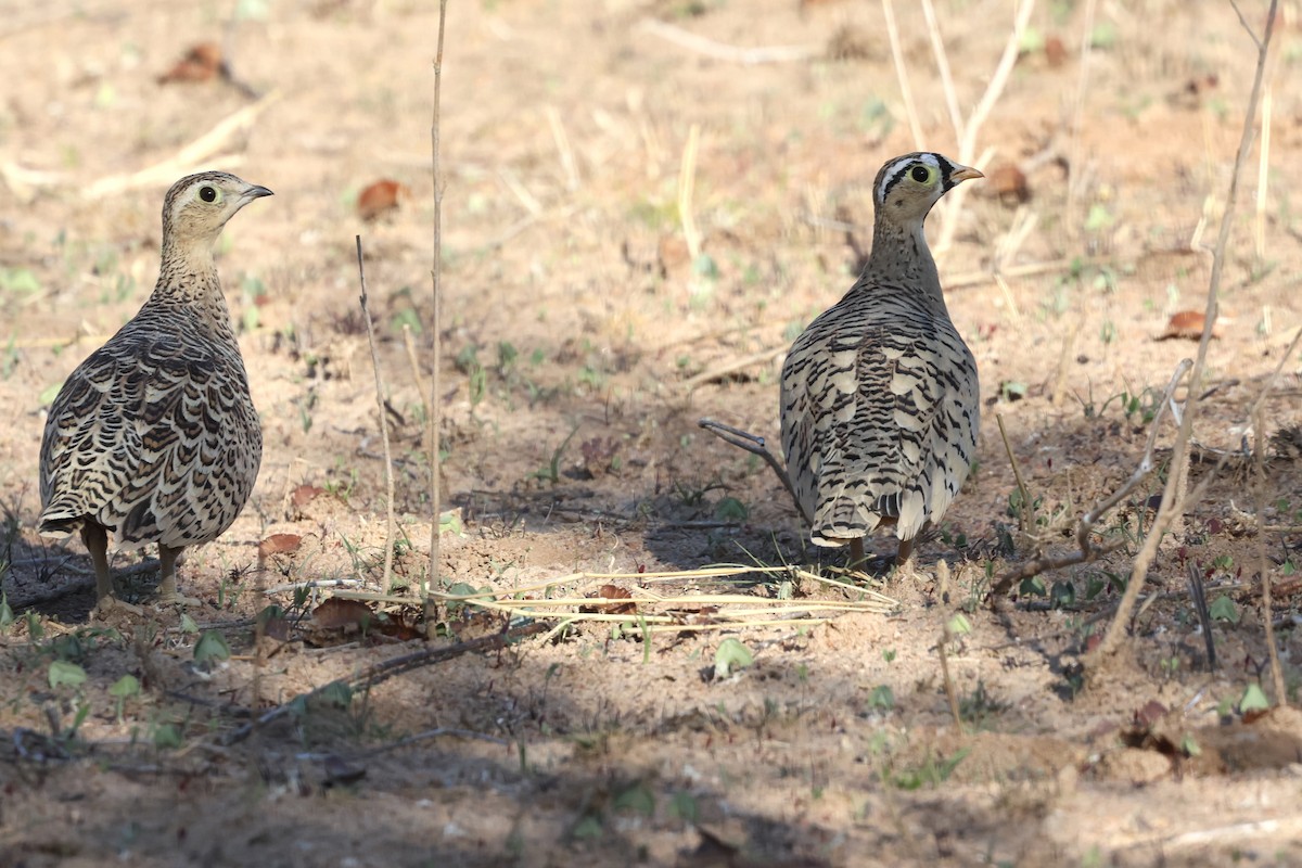 Ganga à face noire - ML647432688