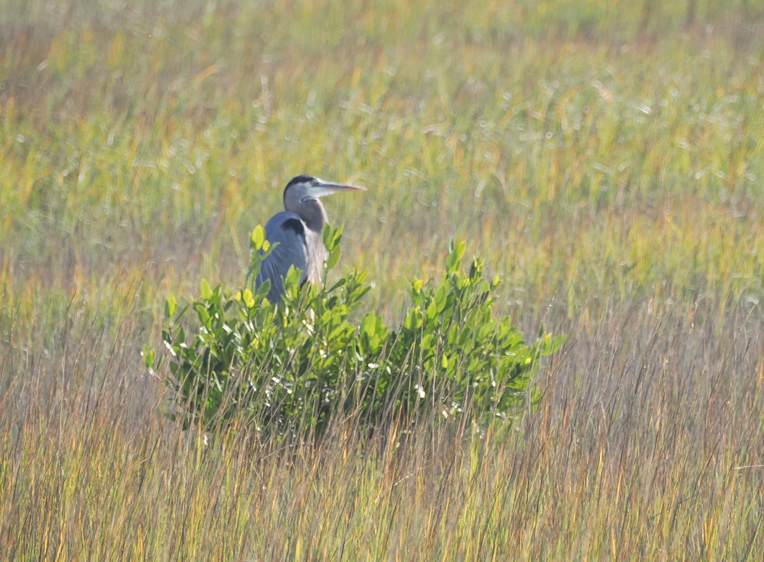 Great Blue Heron - ML647432710