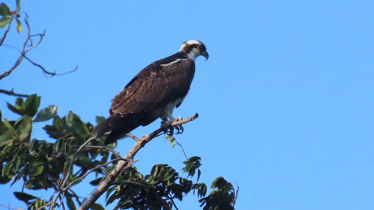 Osprey - ML647432730