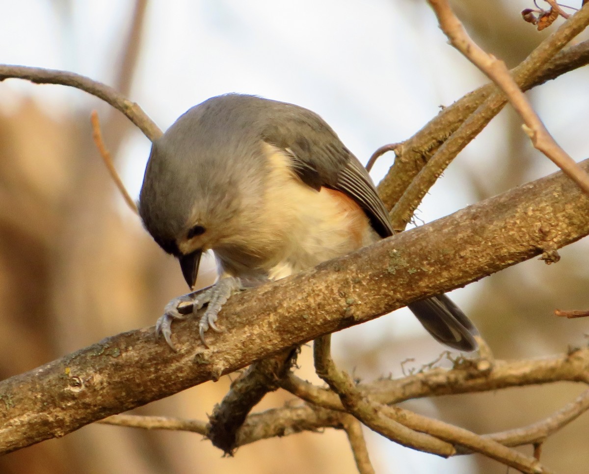 Tufted Titmouse - ML647432758
