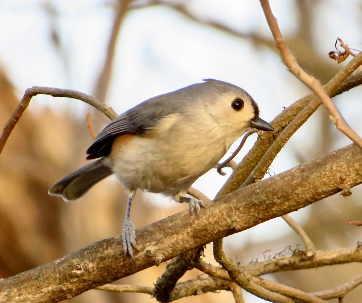 Tufted Titmouse - ML647432759